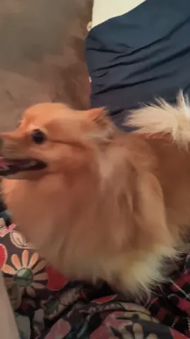 getting busted humping blankets