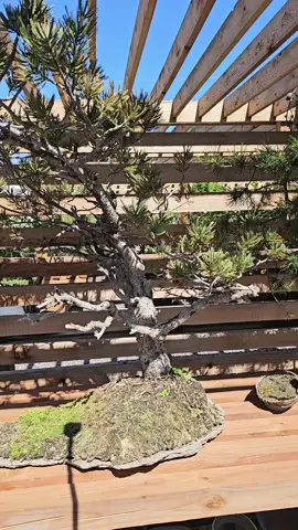 #bonsaitree #bonsaitok #bonsai #womeninbonsai #wateringplants #gardening 