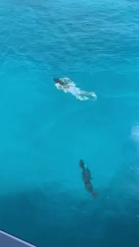 ⚡️Hold your breath and prepare to be amazed by the lightning-fast barracuda! 🌊 Known for their speed and razor-sharp teeth, these fearsome predators dominate tropical and subtropical waters. Barracudas can grow up to six feet long and swim at speeds up to 36 miles per hour. Watch as they showcase their hunting techniques and learn more about their fascinating behavior and habitat. Have you ever seen a barracuda in action? Share your thoughts in the comments below! #Barracuda #OceanPredators #MarineLife #FastFish #NatureWonders #UnderwaterWorld #WildlifeExploration #SeaCreatures #ViralNature #ForYou #Trending #WildlifeVideo #PredatorPower #AnimalKingdom #epicwildlife