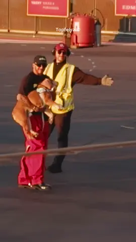 Happy Lewis Hamilton kiss his dog Roscoe after winning the 9th British Grand Prix at Silverstone on Sunday 7th July 2024 #aviation #helicopter #lewishamilton #formula1 #champion #dog #bulldog #fyp @Lewis Hamilton 🇬🇧🇧🇷 