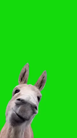 Chewing Donkey meme green screen capcut template #donkey #chewing #eating #animalmeme #munching #greenscreenmemes #capcuttemplates #CapCut 