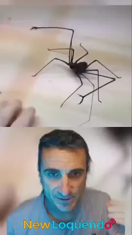 Yo si me encontrara a una araña #gtavicecity