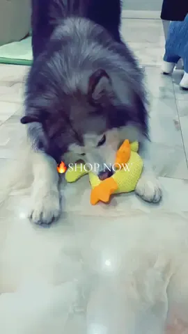 📣 Introduce your pet to endless fun with our Mellow Dog Calming Duck toy! 🐾✨ Elevate their playtime with versatile entertainment and dental benefits. 🌟 🔥 Don’t miss out on our summer sale – enjoy a whopping 33% OFF and FREE worldwide shipping! 🌍🎉 This cheerful quacking duck toy is perfect for dogs of all sizes and breeds. 🐶🦆 Its bite-resistant material and multifunctional design ensure long-lasting use and plenty of joy. 💪🏼✨ 🛒 Shop now at @bitsofjoy.ca and make your pet’s playtime more enjoyable and beneficial. 😍 Hurry, this offer won’t last forever! 📸 Credits: Unknown 📸 Disclaimer A: Dm for Credits/Removal. All rights and credits reserved to the respectful owners (no copyrights intended) Disclaimer B: WE DO NOT SELL ANY LIVING ANIMALS OR THEIR PARTS!!! #petsupplies #petlovers #tiktokmademebuyit #tiktokmademebuythis #pettoys 