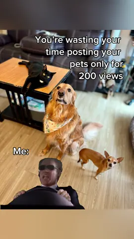 I 🫶🏼 it 🦮🐈‍⬛🐾 #MemeCut #Meme #dogsoftiktok #catsoftiktok #dogmom #dogmomlife #dogmomsbelike #catmom #catmomlife 