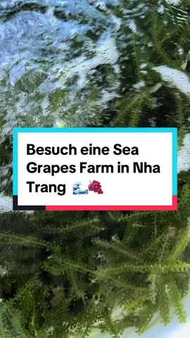 Besuch eine Sea Grapes Farm in Nha Trang, Vietnam 🍇🌊  #VietnamesischeKüche #kochen #Genusspur #geheimtipp #lowcarb #lowcarbrezepte #lowcarblove #asianfood #asiastreetfood #tiktok #tiktokforyou #tiktoktrending #tiktokviralvideo #tiktokviral #tiktokkitchen #tiktokdeutschland #asiafood #kochmittung #moinvietnam #tricks #trickshots #trickster #tiktokchallenge #einfach #einfacherezepte #tiktoktricks #tiktoktipps #kochtipps #fyb #füreuch #fürdichseiteviral #foodtiktok #viral #trending #tiktoktipps #EduTok #LearnOnTikTok #fyp #fürdich #fypviral #fypシ #seagrape #algen #seaweed #südostasien #nhatrang #nhatrangbeach #beach 