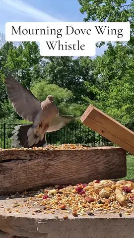 Mourning Dove and their Wing Whistle #mourning #dove #creatorsearchinsights #bird #mourningdove #whistle #wings #njbirds #birds #wildlife #birdyardigans 