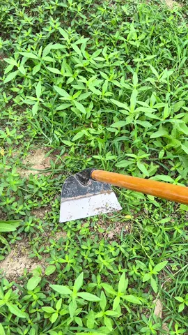 cangkul viral dengan kualitas baja terbaik #cangkulrumput #pertanian #pertanianindonesia #petani #petaniindonesia🇮🇩🇮🇩🇮🇩🌿🌿 #petanimuda