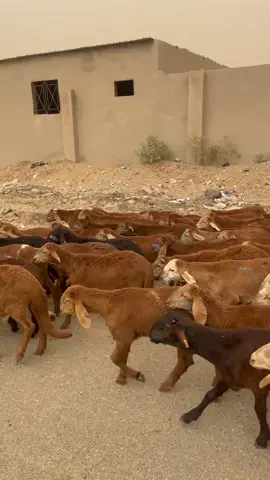 #سواكني #سواكني_حمري #جدة_الان 