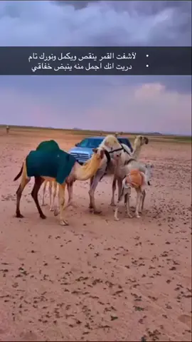 #البل #عطايا_الله #وادي_الدواسر #حسابي #ا #ع #جدة 