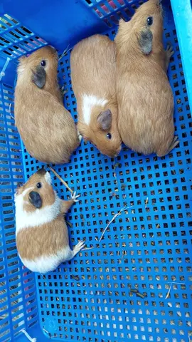 Bọ ú hàng lai lai bọ mỹ có ai yêu không nào :)) #Bọ  #xuhuongtiktok  #guineapig  #chuộtlang🥰🥰🥰 