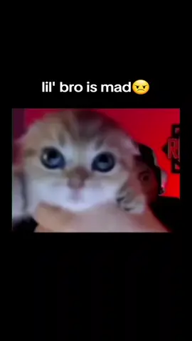 silly cat #silly #cats #xyzbca #fyp #angry #funny #meme #car #cat 
