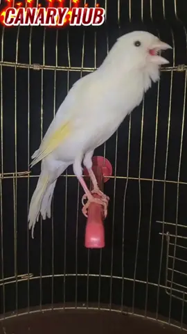 boss canary bird singing 