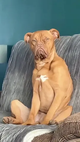 🤣🤣#funny #pet #animals #funnyanimals #fyp #foryou #dog #dogsoftiktok #funnyvideos #dogtok #doglovers