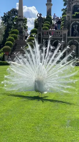 What a Beautiful white bird that we also known as a white peacock 🤍 🦚 #peacock #white #whitefeathers #feathers #bird #whitebird #fyp 