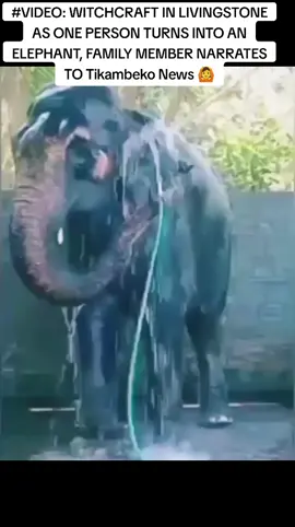 #VIDEO: WITCHCRAFT IN LIVINGSTONE AS ONE PERSON TURNS INTO AN ELEPHANT, FAMILY MEMBER NARRATES TO Tikambeko News 🙆
