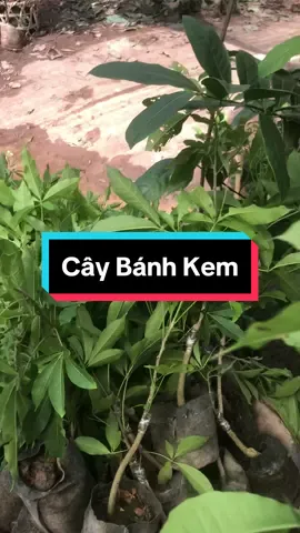 Cây Bánh Kem hay còn gọi là Cây Kem Bơ là một loài cây ăn quả nhiệt đới lâu năm, có hương vị vô cùng đặc biệt