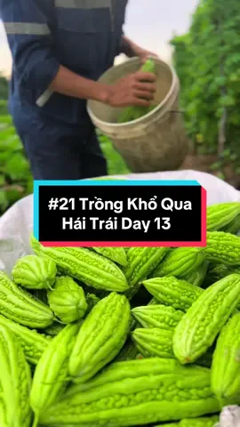 Trồng Khổ Qua, Thu Hoạch Khổ Qua, Hành Trình Kiếm 100Tr Từ Khổ Qua, Mướp Đắng #hienonha #khoqua #muopdang #thuhoach 