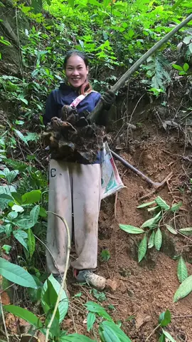 Đi rừng ngày mưa #taybac #lenrungvoiem #cuocsongthuongngay #huongsamtaybac #vungcaotaybac 