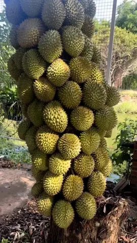 Booster 76 dapat membantu tanamanmu agar cepat berubah#perangsangbuah #booster76original #pupukviral #fyp #petanisukses #pupukcair #pupukboosterpembuahan #berkebun 