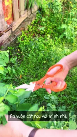 Mình đu trend hái rau theo nhạc ở vườn của ông xã đây 🥰😍 . . . #fyp #xuhuong #kechuyen #foryou #xuhuongtiktok #trending #memories #CapCut #garden 
