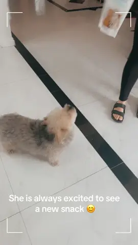#dog#cutepet#animal#of#tiktok #fypシ 