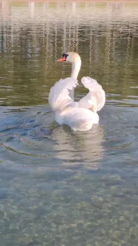 Snow white swan  🦢 #swan #fyp #viral #birds #animals #nature #100k @الطيور المغردة  birds songs @くりん @Abdulahad