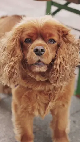 💗 We all love going out for the day with the family, but our four-legged family members often miss out as we aren't sure where will allow them indoors! 🐶 That's why we have pulled together a hand guide of dog-friendly venues in the city centre, so the whole family can enjoy everything that is #HappeningInSunderland Find the guide via the link in our bio... #familydayout #sunderland #dogfriendly #dog #dogtok #sunlun