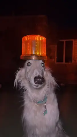мем с собакой мигалкой пес сидит на голове мигает фонарь  #оригинал #мемы 