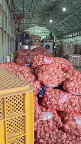 công việc lựa .và phân loại tỏi mỗi ngày của những người xa xứ 