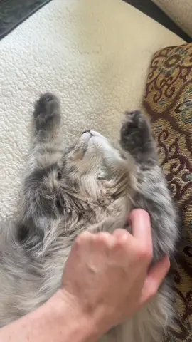 just Luna napping like Dali’s melting clocks 🫠 #siberiancat #siberiancatsoftiktok #kittenvideos #funnycatvideos #girlcat #greycat #funnykitten #graycat #sleepykitty 