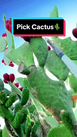 Pick Cactus 🌵😋…!! . . . #foodreview #streetfood #bestfood #cookingfood #foodhacks #ukfood #americanfood #fy #fyf 