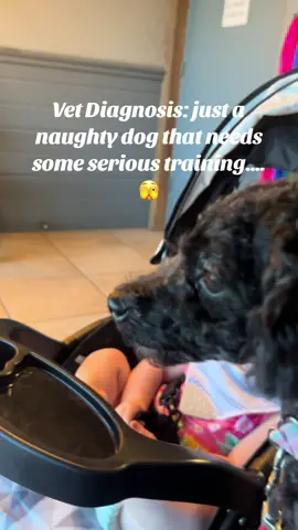 This dog! $150 for the vet to tell me she is just a poorly behaved dog. Send help! 🫣😂 #dogsoftiktok #dog #maltipoo #roadto10k #helpamamaout #fyp 
