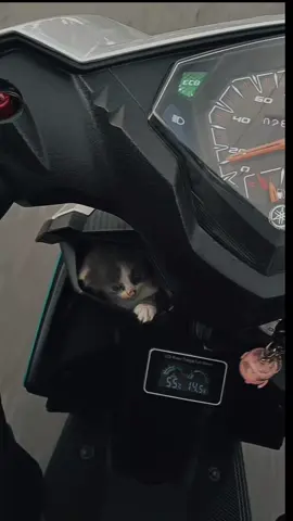 #kitten #gorontalotiktok #gorontalo 