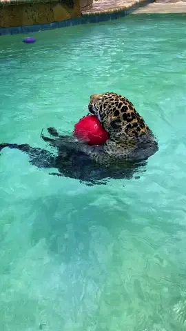 Swimmin’ Tank boy 