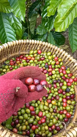 healing ternyaman y di kebun😜#storyanaktani #kopi 