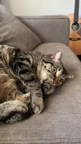 The way she grabs her little tail and legs 🥰 #pets #cats #cute #furbabies #esa #tiktok #trending 