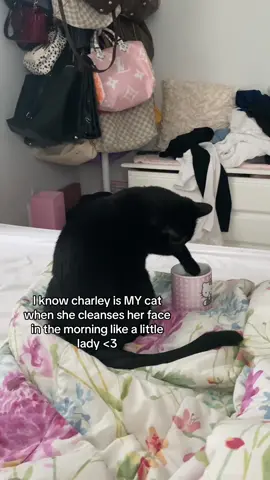 Too posh to put her head in a bowl.   #cattiktok #catsoftiktok #petowners #catlover #foryou #fyp #lover 