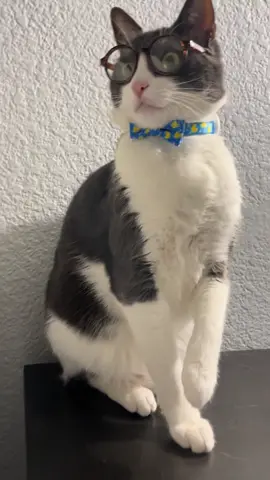 my cat is frozen #cat #catsoftiktok #gato #kitty #boycat #glasses #catglasses #fivebelow #frozen 