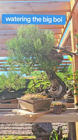Another morning working in the First Branch garden #gardening #wateringplants #womeninbonsai #bonsai #bonsaitree #ponderosa #pine #tree #treeworker #bonsaigarden #womenartist #gardening 