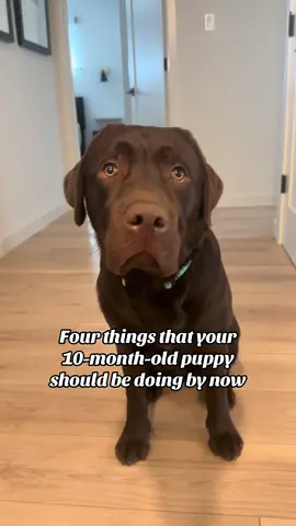 Wait your dogs not DDing you home from the bar?? Call the vet asap  #PetsOfTikTok #labpuppy #labradorretriever #fyp #viral #chocolatelab #1min #longervideos #puppylovemovie 