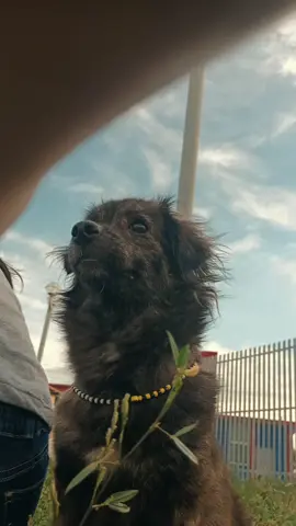 #corazondemelon #CapCutAmor #CapCut #animallover #mascotas #amorverdadero 