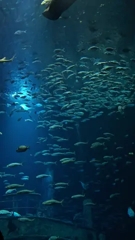 mentally I'm here #foryou #aquarium #aquariumvisits #aesthetic #videography #photography #marinelife #marinebiology #oceancore #jellyfish #sealife #sea #viral #trending #blue #nature #pinterest 