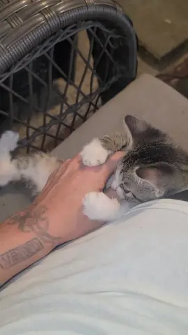 #catsoftiktok #catlover #fy #mississippigirl 
