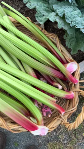 Rhubarb❤️ also made some rhubarb lemonade and jam 🫶🏻 #rhubarb #gardenharvest #zone9garden #growyourownfood  