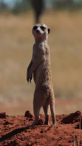 Why Meerkats Are Always on Lookout: Fascinating Facts About Their Vigilance .. . . . . #animals #facts #nature #meerkat #funnyvideos #funnymoments #fypviralシ #viralreelschallenge #viralvideoシ