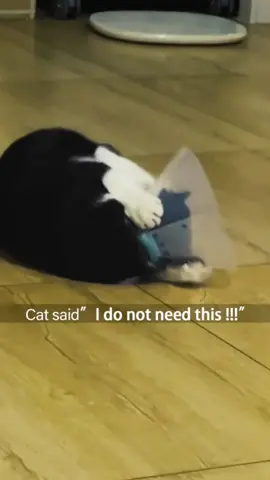 #cat #funny #catsoftiktok #fyp #foryou #funnycat #tiktok 