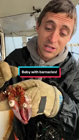Just a pup at the claw spa today! Farewell little dude! 🦞 #maine #lobster #fishing #interesting #DidYouKnow #educate #learn #barnacles #asmr #satisfying #satisfyingvideo #theclawspa 