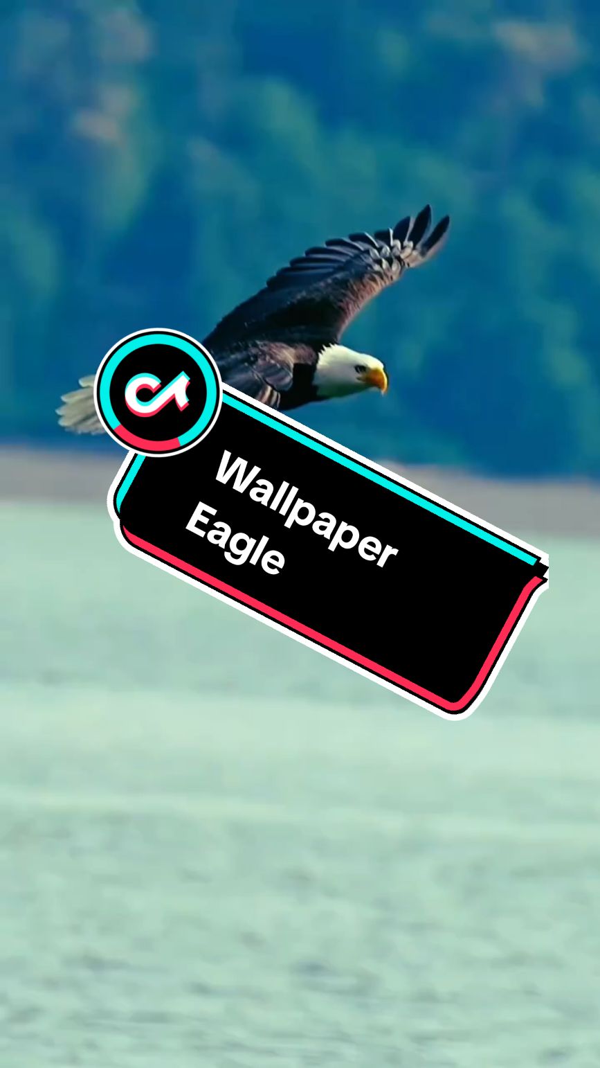 #fyp #4kwallpaper #fondosparatucelular #naturaleza #fondos #fondodepantalla #videoviral #videowallpaper #wallpaperlive #fondosanimados #eagle #lockscreenwallpaper #fondos3d 