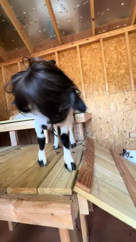 The wig may be fake but the sass is real 🐐 . . . . . #animalsoftiktok #goat #fypシ゚viral #fypage #fypp #funny #funnyvideos #funnyanimals #animals #foryou #wig #funnytiktok #funnymemes 