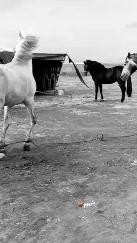 #خيل_وخياله🐎 #خياله🐎 #خيل_عربي_اصيل #خيل_عربي_اصيل😍 #تبوريدة_المغربية #تبوريدة #عود #موسم #fypシ #عالم_تيك_توك #تكبيس #اكسبلورر 